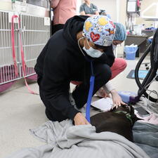Internship student caring for a dog patient who came out of surgery